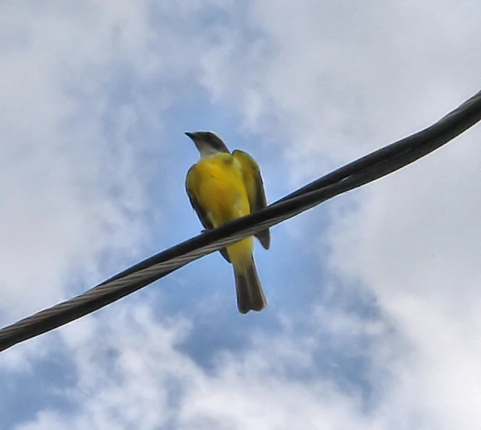 a small yellow bird perched on top of a power line