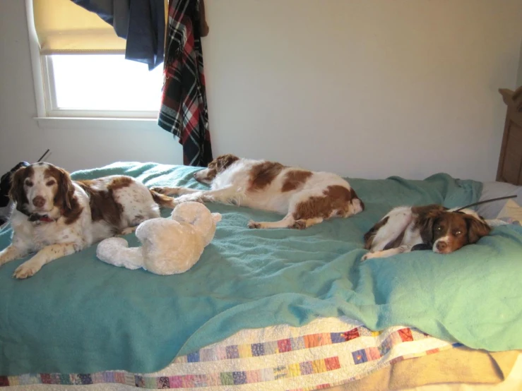 three dogs lay on a bed, one brown and white