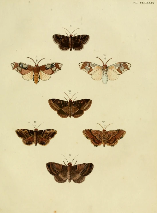 a collection of erflies with colored spots