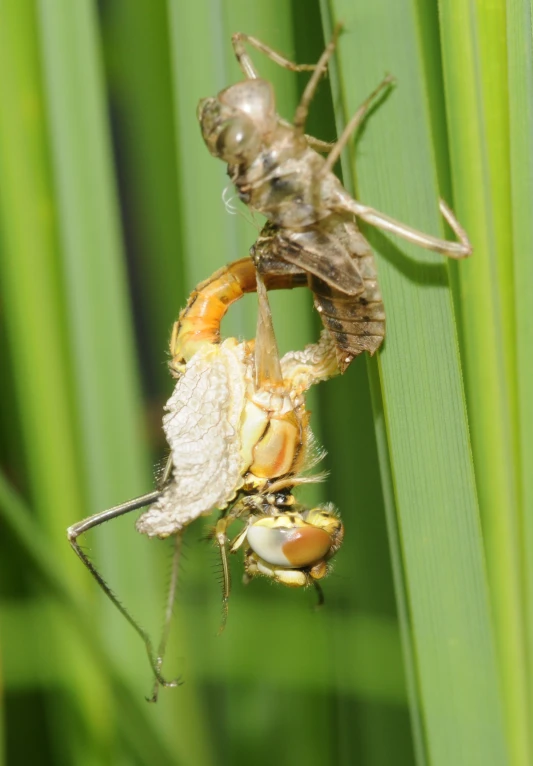 two brown and white bugs sitting on some green leaves