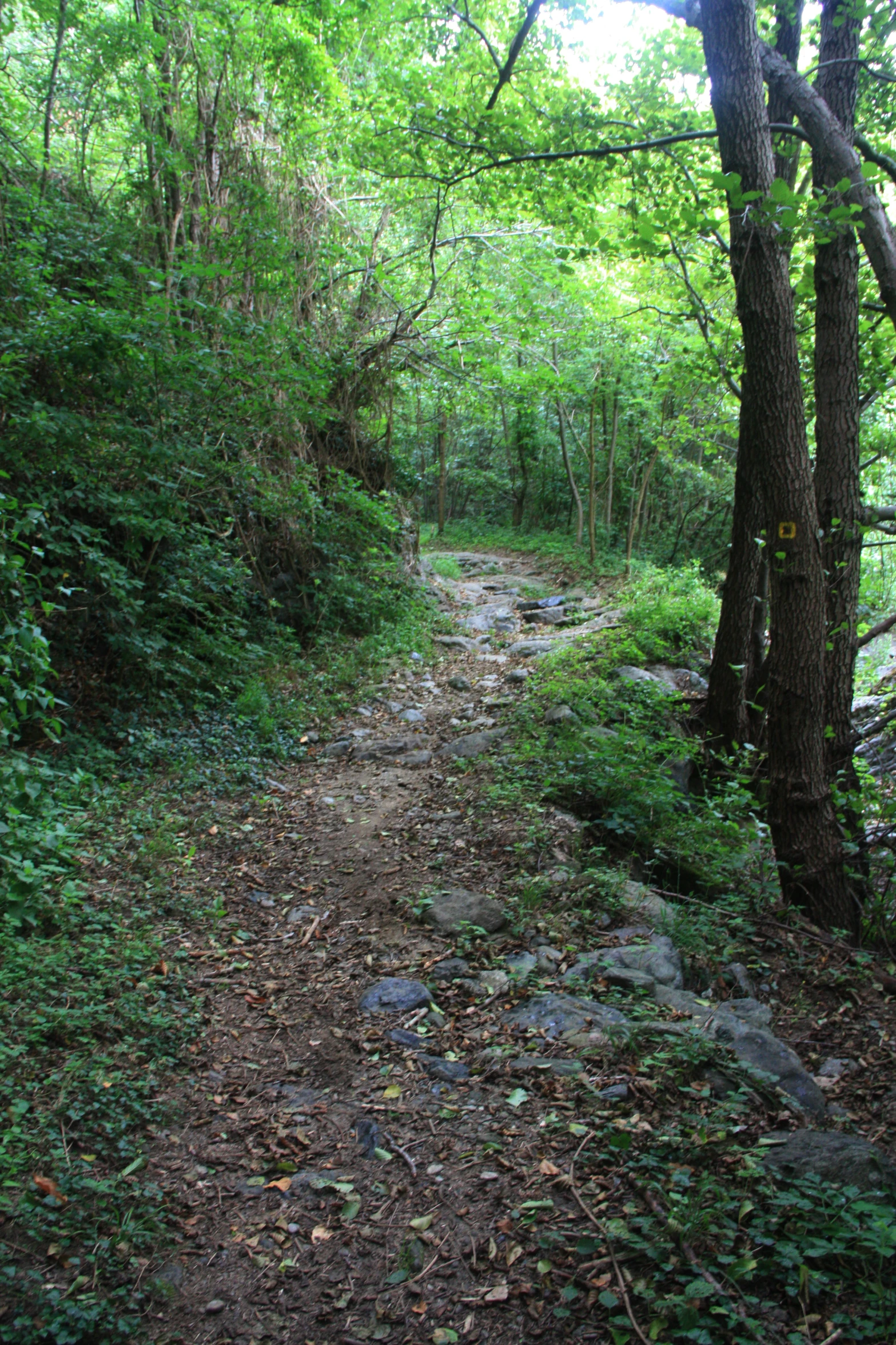 the trail in the woods is overgrown and dirt