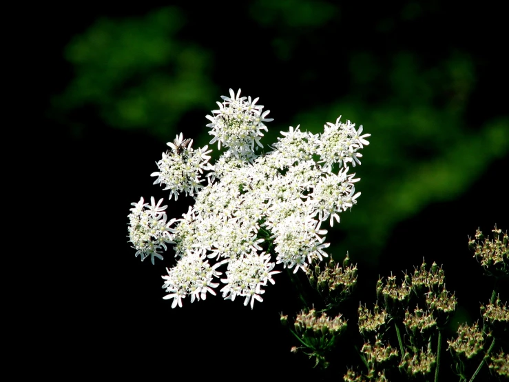 a bouquet of white flowers and other greenery