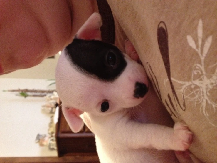 a white and black puppy looks up at its owner