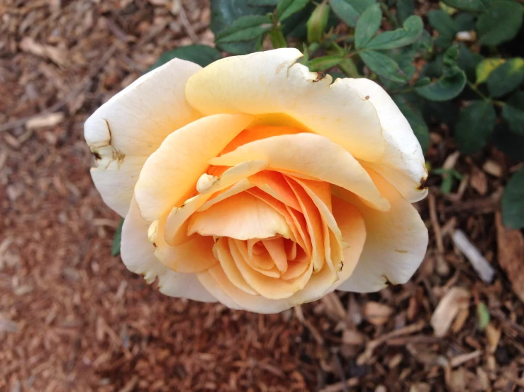 a yellow rose is standing in the dirt