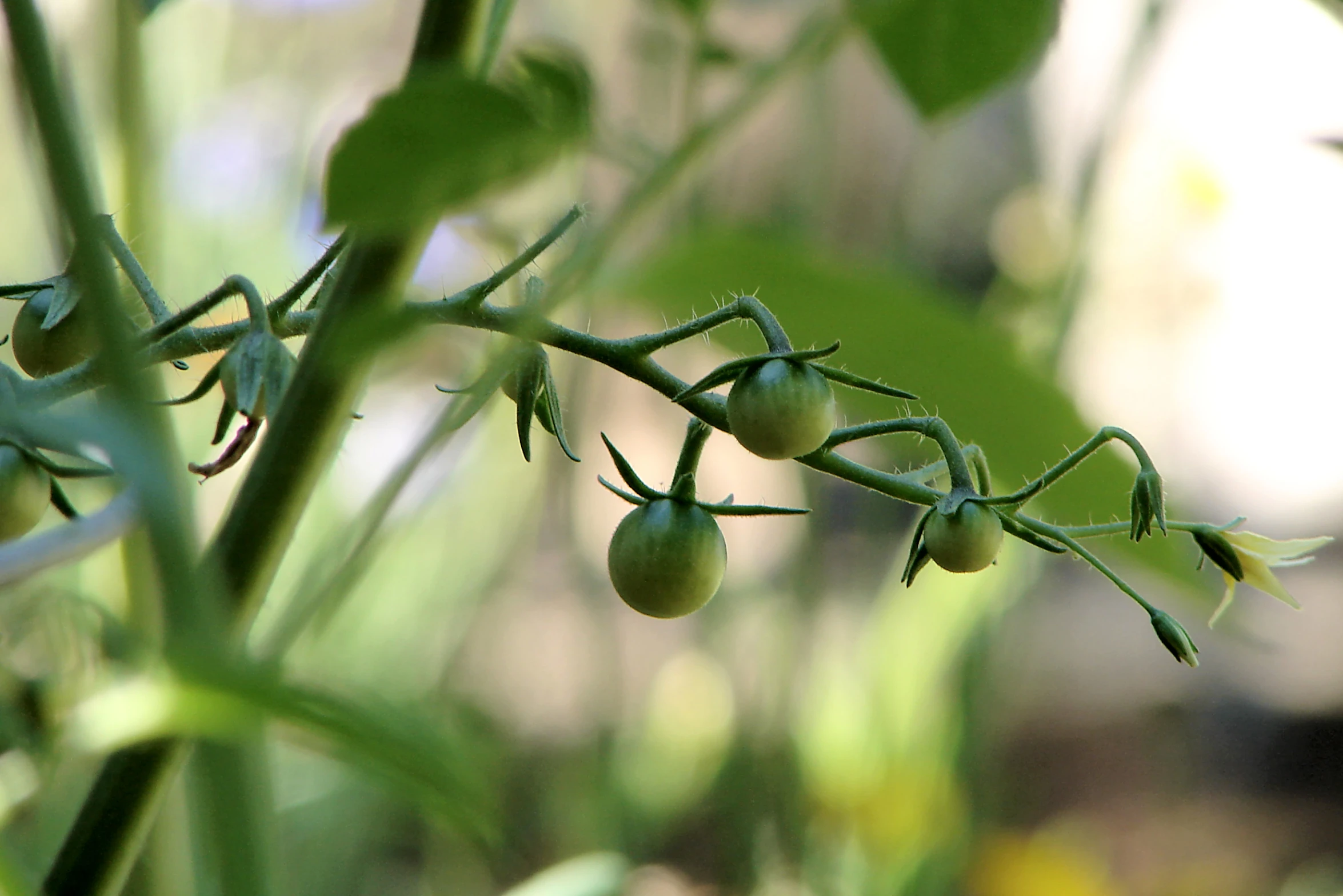 tomatoes on an open stem ready for picking