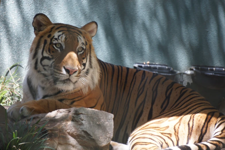 a tiger rests in the shade in a habitat