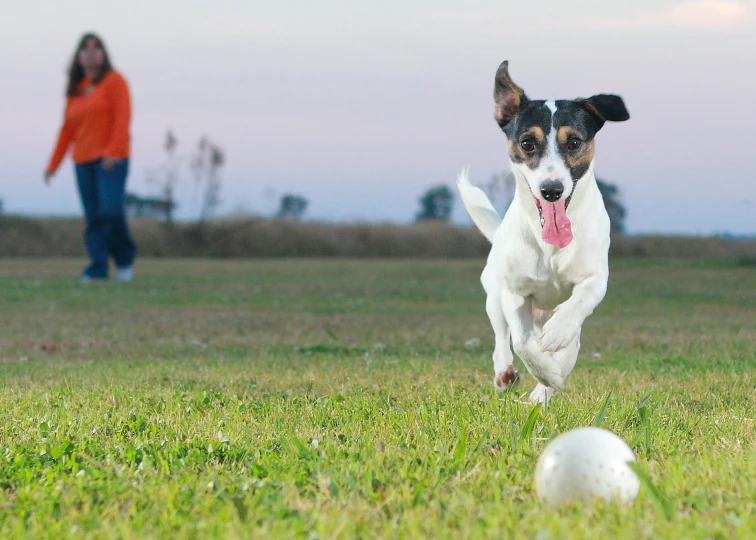 a small white and black dog chasing after a white ball on a green grass field