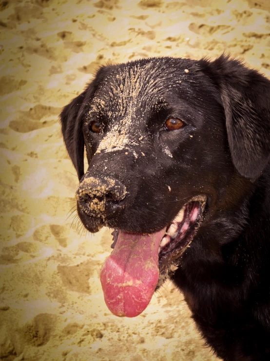a black dog with its tongue out is sitting in the dirt