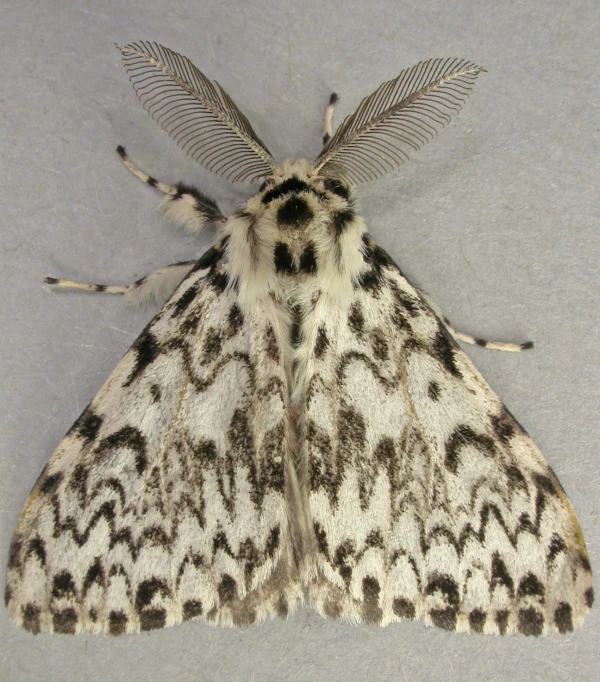 moth with pattern on it sitting on the ground