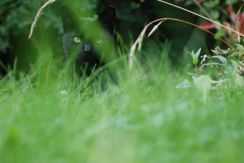 a black cat standing behind a bush in the grass