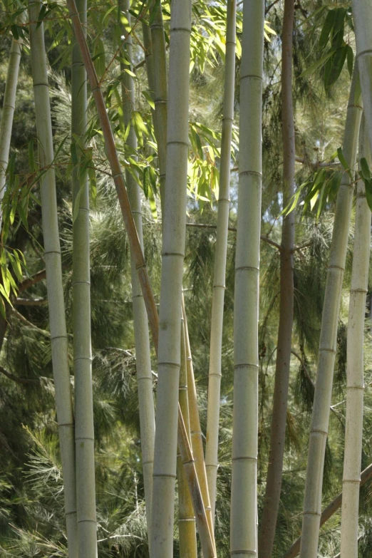 a po of trees and green grass taken from the ground