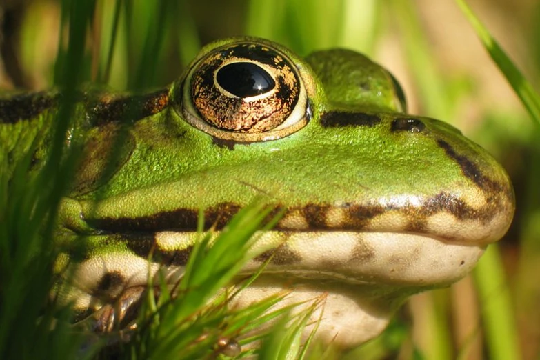 a green frog with black eyes sitting in some tall grass