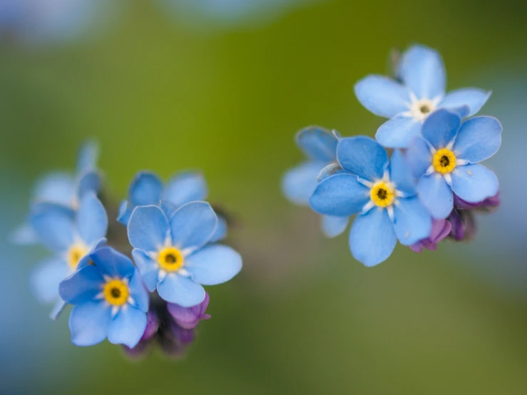 the flowers are small in size and color