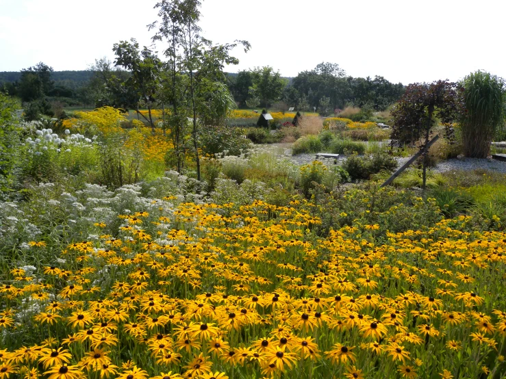 a field of yellow flowers next to a bench and trees