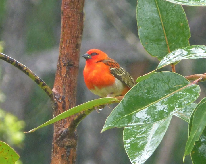 an orange bird sits on a nch in a tree