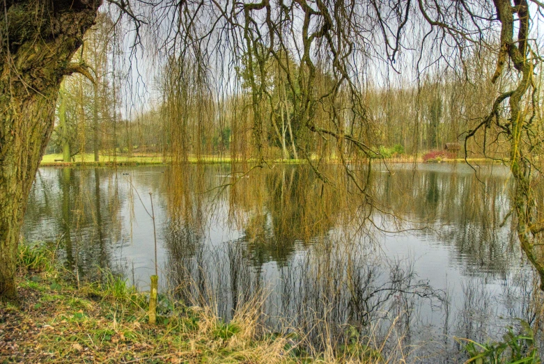 the trees are covered with green leaves next to the water