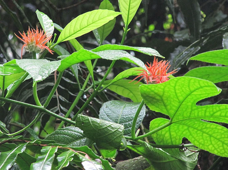 the green leaves and flowers in the forest