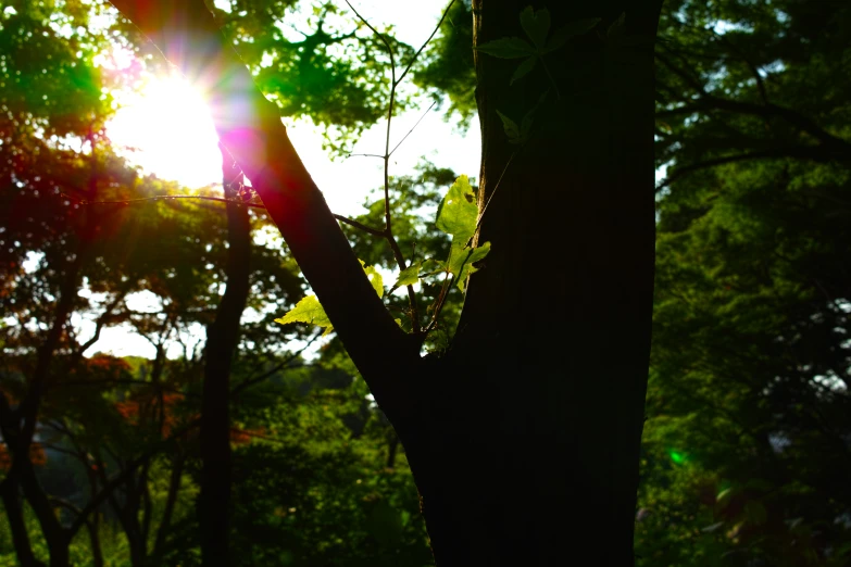 the sun shines through the canopy of some trees