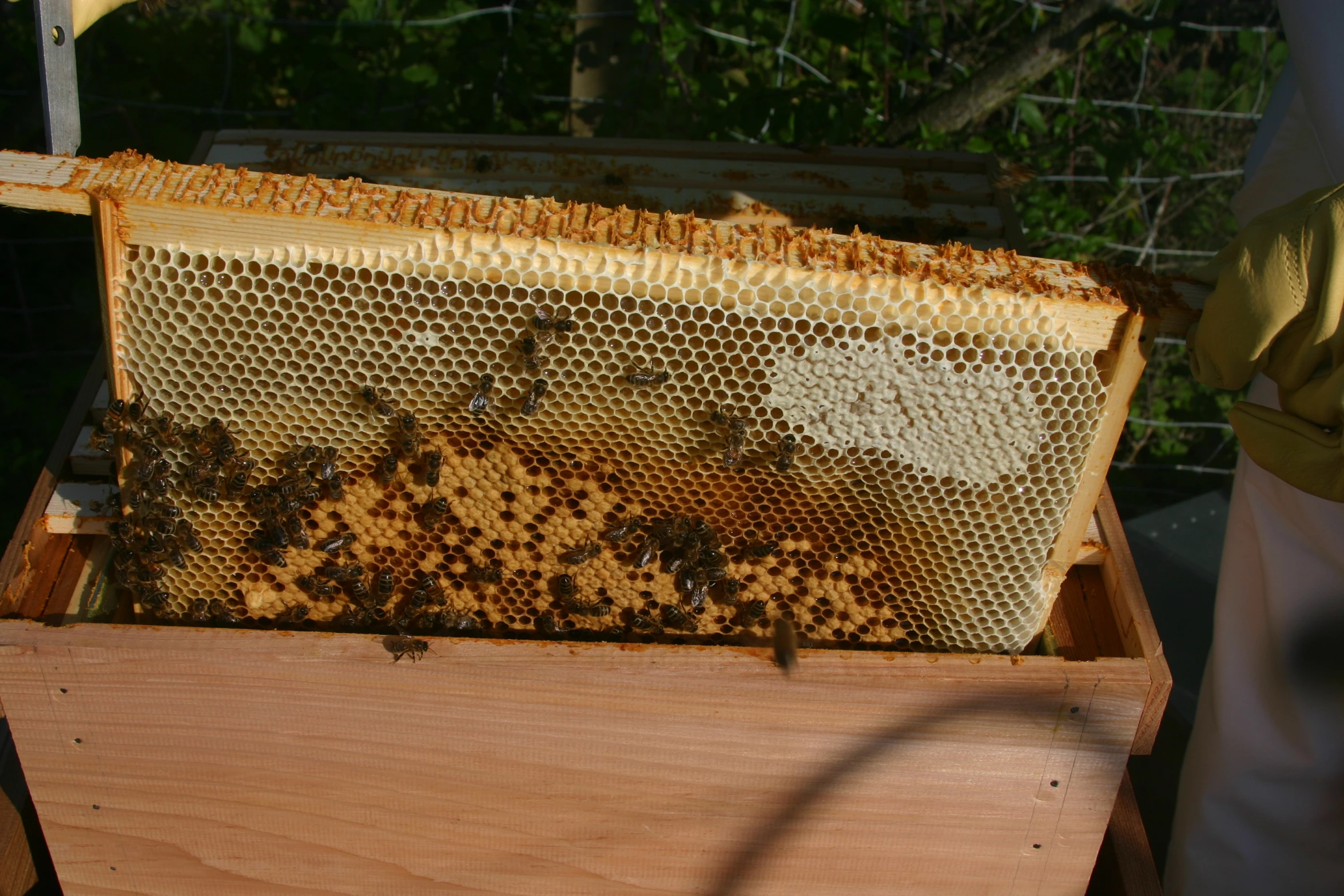 a beehive full of bees in it with one of its hives showing
