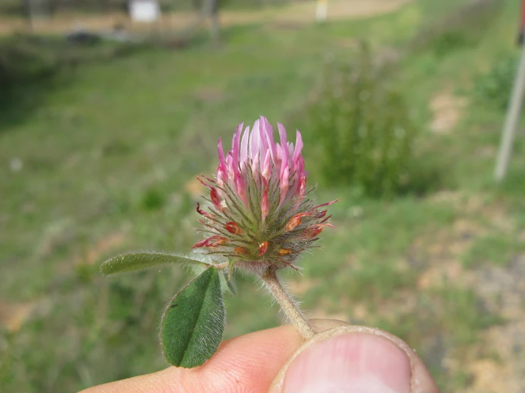 a tiny pink flower that is being held in the middle of a hand