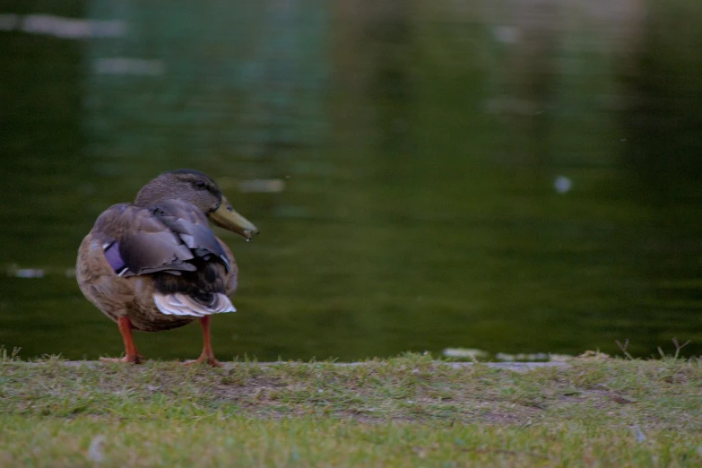 a bird with long legs and head is walking by the water