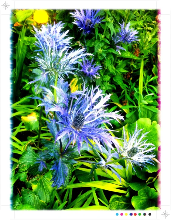 a large flower with purple flowers growing on it