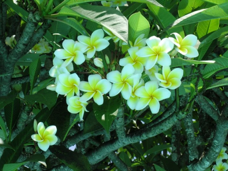 yellow flowers blooming on a green plant