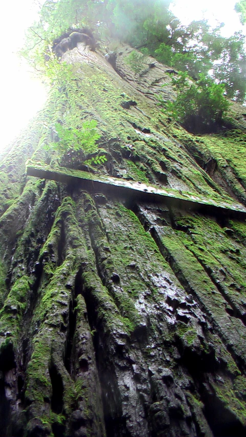 a tall tree in a forest with green moss growing on it's trunk