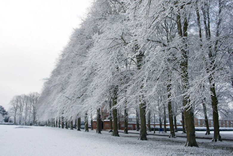 a large tree lined walkway on a cloudy day