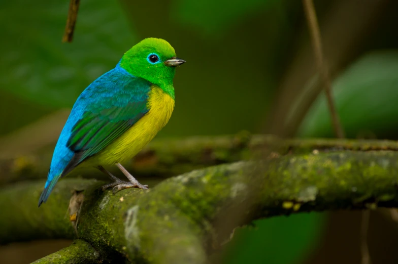 a brightly colored bird standing on a tree nch