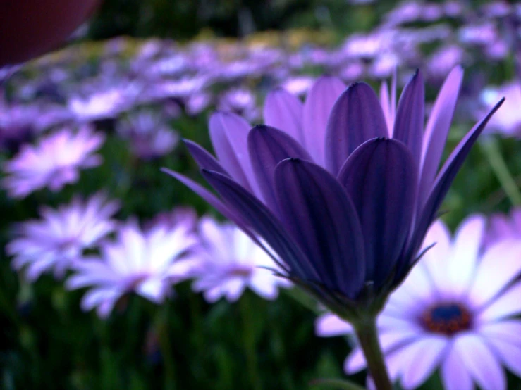 a group of white and purple flowers sitting in the grass