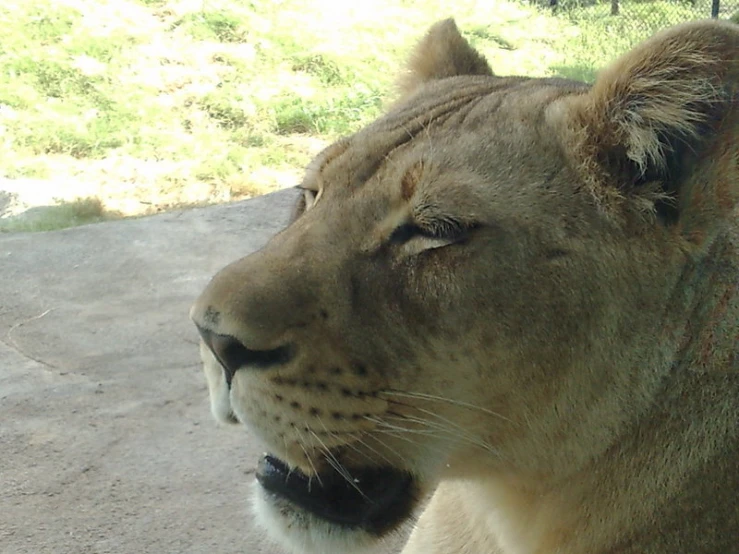 a close up of a lion with its mouth open