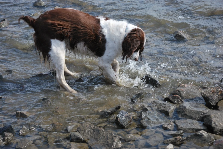 brown and white dog standing on a rocky shore next to water