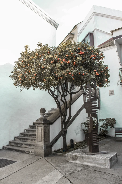 an orange tree next to some stairs in front of a white building