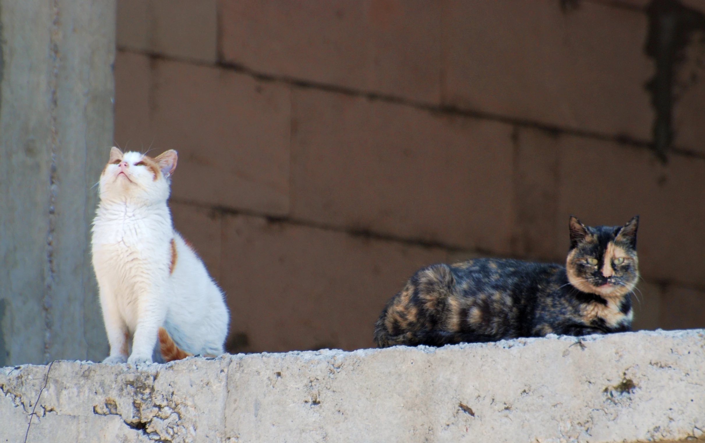 the cats are outside looking out the window