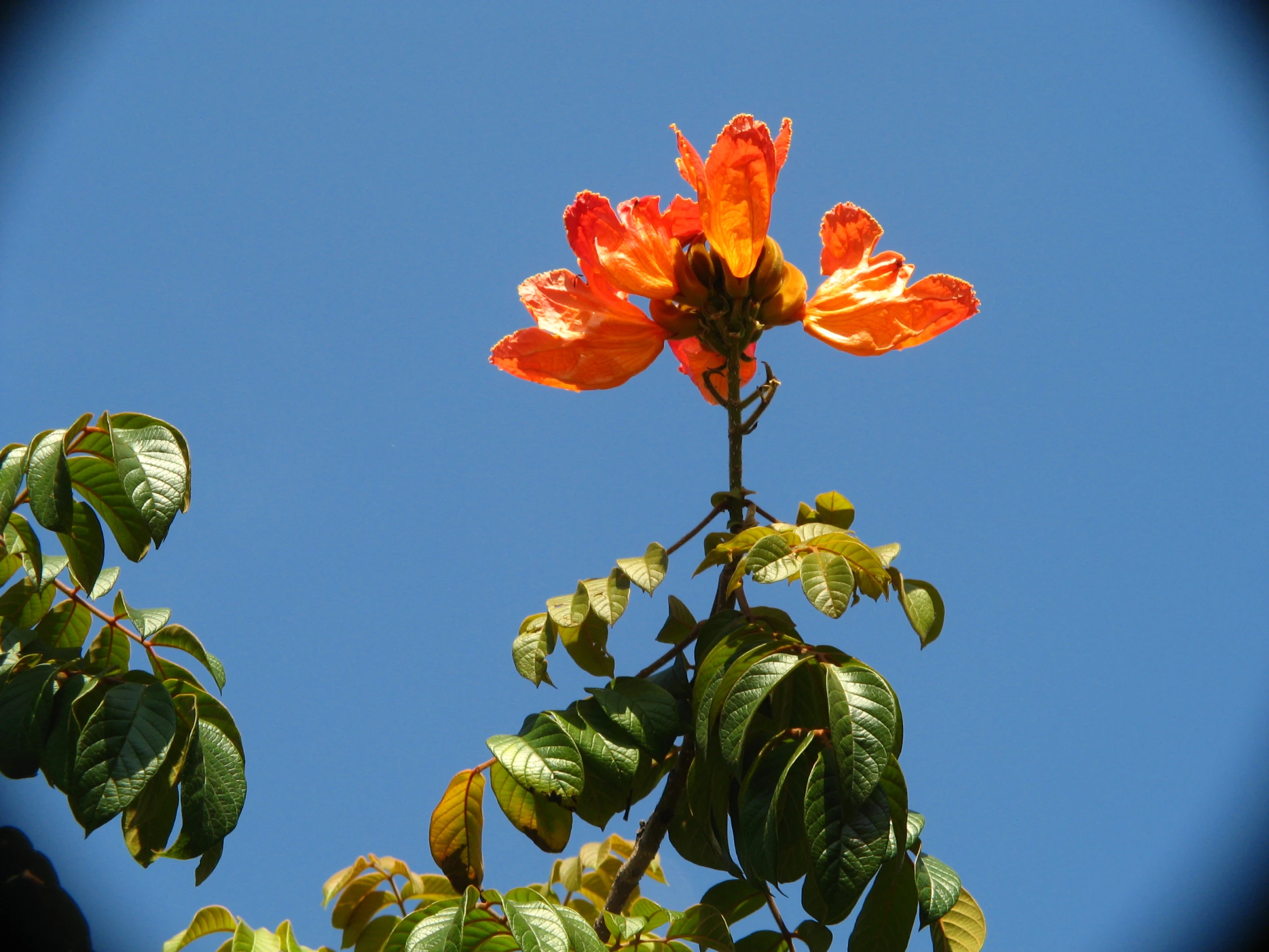 a tree with orange flowers stands on blue sky