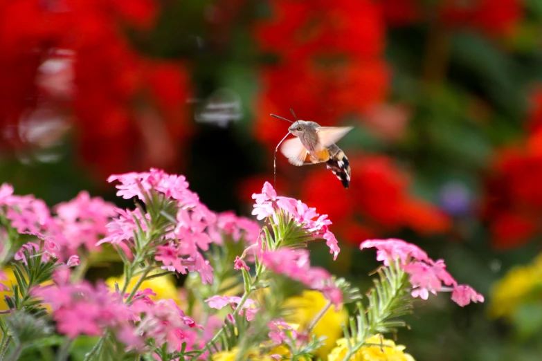 a humming bird flying near purple flowers and red and yellow flowers