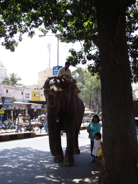 a man rides an elephant next to a large tree