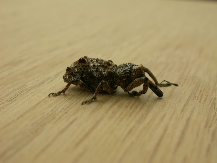 a very large spider is sitting on the table