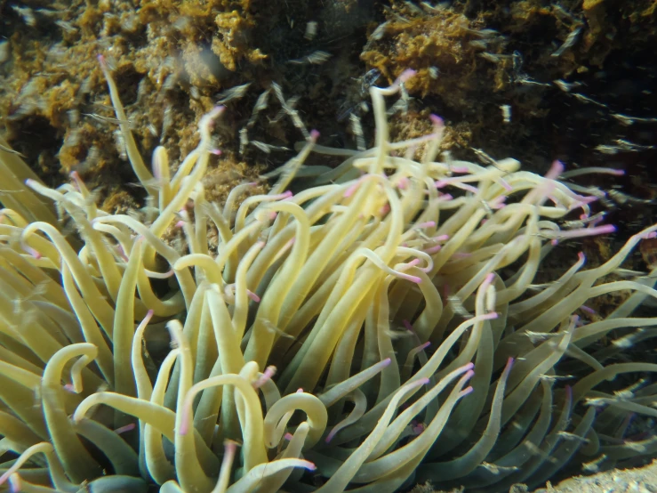 anemonic sea anemonic in its habitat