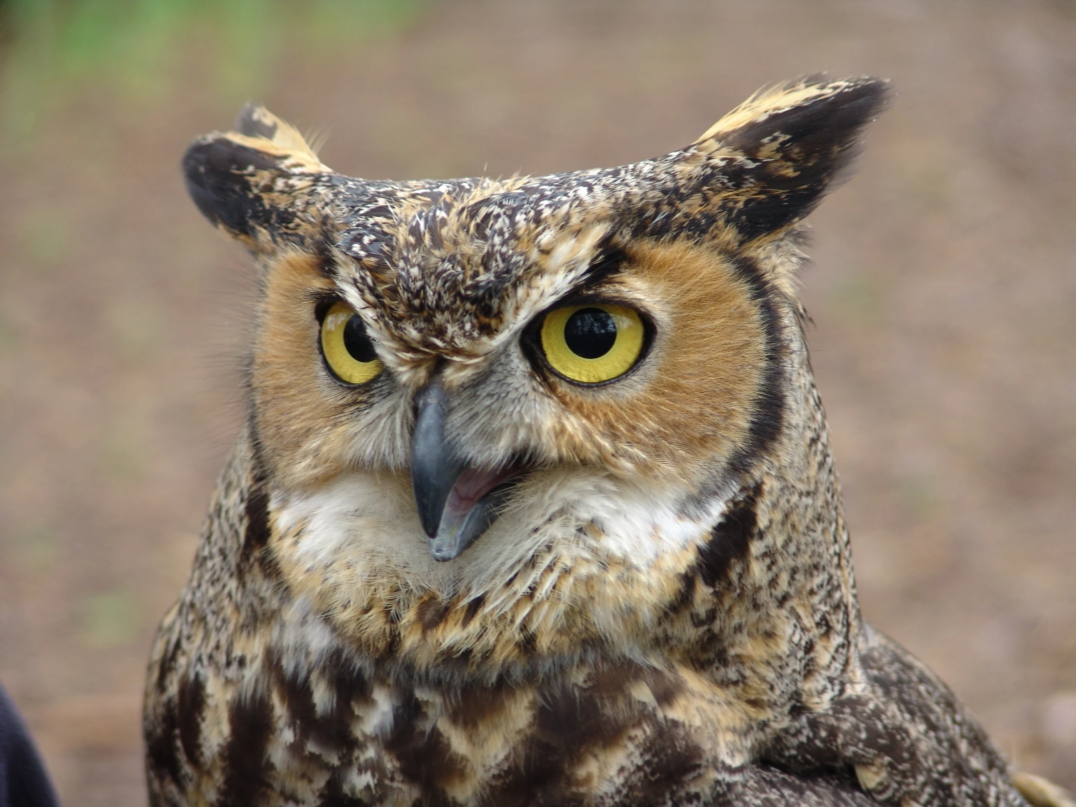 an owl has its eyes open and yellow - colored