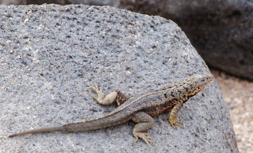 a lizard rests on top of a rock