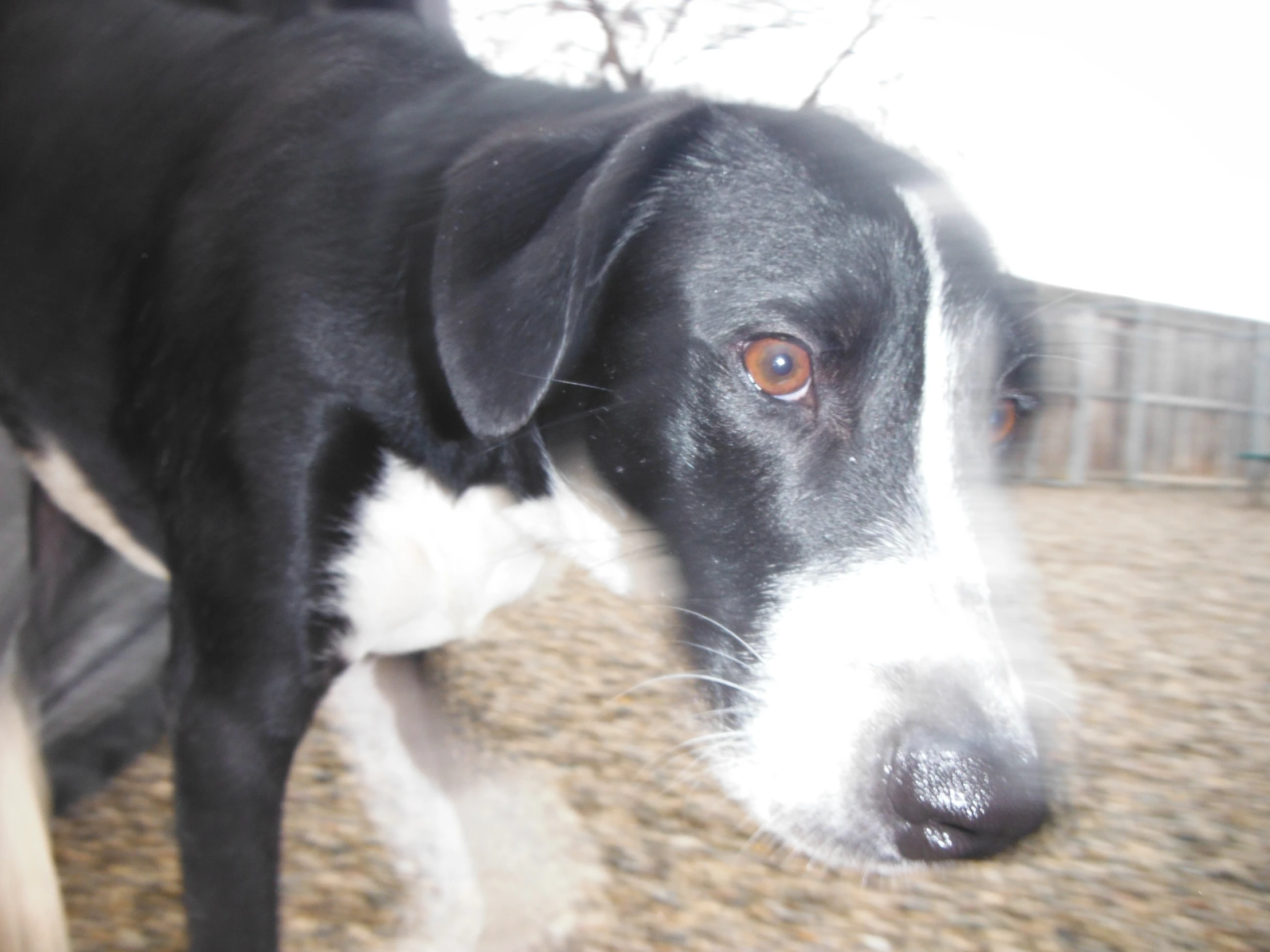 a close up of a dog with its nose hanging back