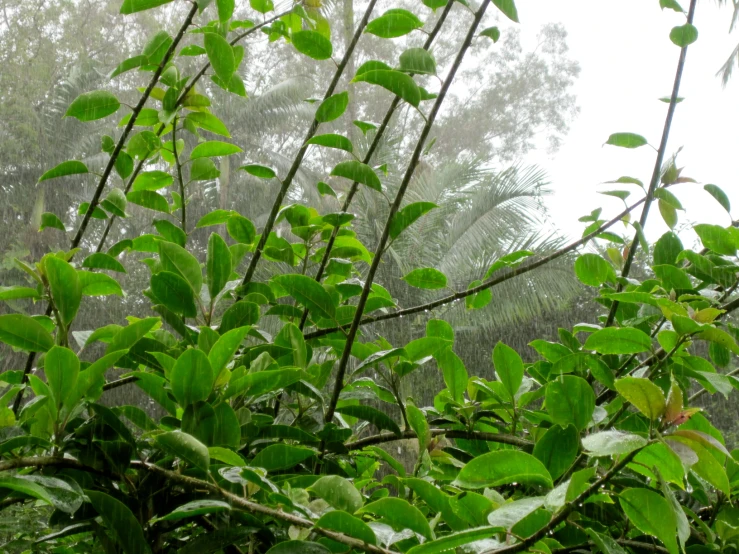 nches with green leaves in the rain