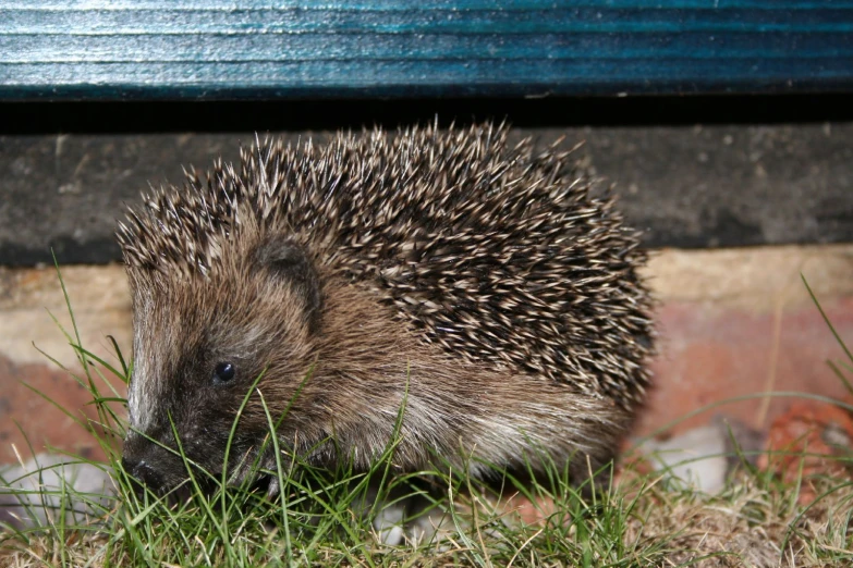 a porcupine is standing in the grass