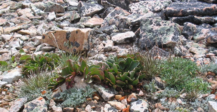 some plants growing out of rocks next to a hill