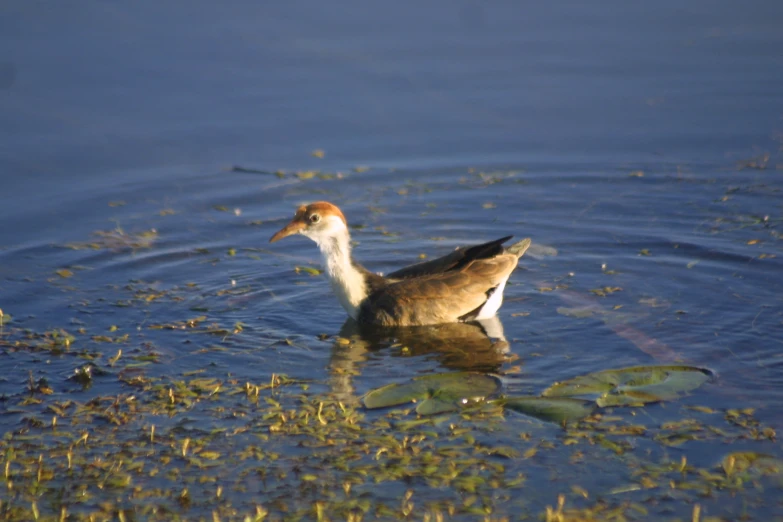 two ducks sitting in the water with leaves floating on it