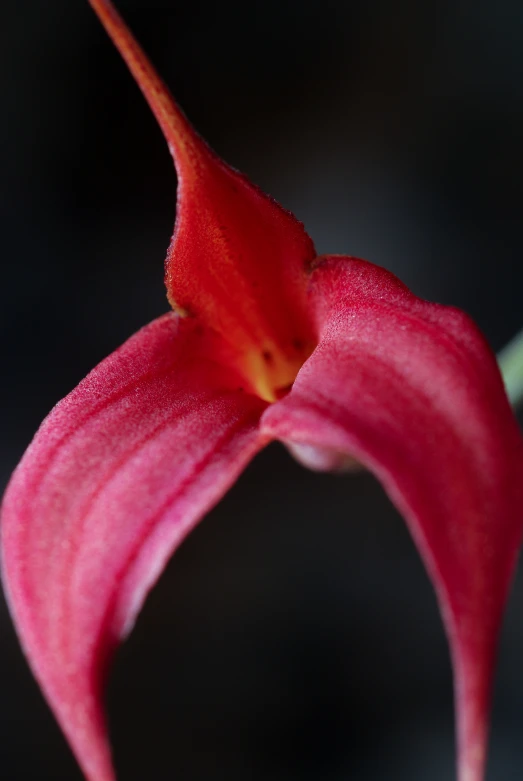 red flower with long stems in the dark