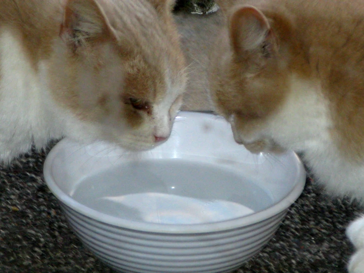 two cats drink from bowls sitting on the floor