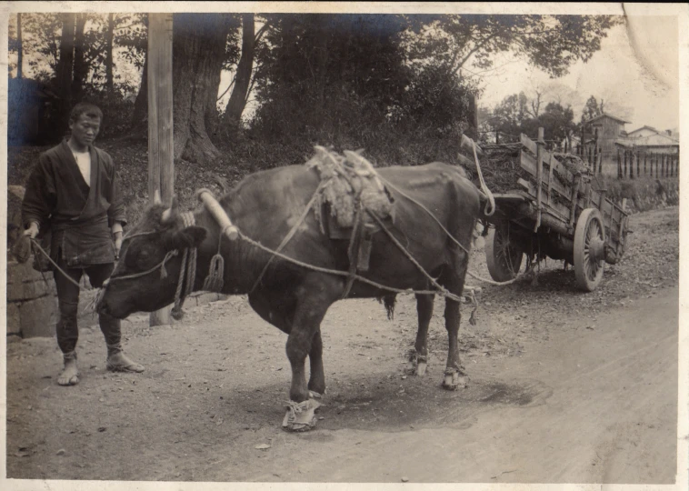 there is a very old picture of a cow pulling a cart